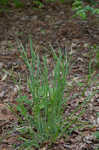 Limestone meadow sedge